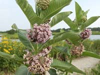 PHOTO: milkweed