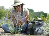 PHOTO: Plants of Concern