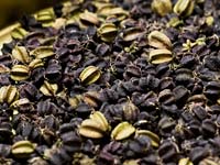 PHOTO: seeds
