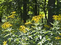 PHOTO: McDonald Woods