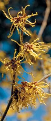 PHOTO: hamamelis x vernalis