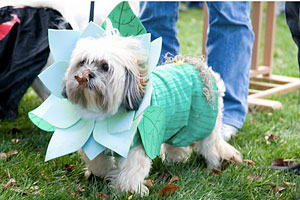PHOTO: Maeby flower