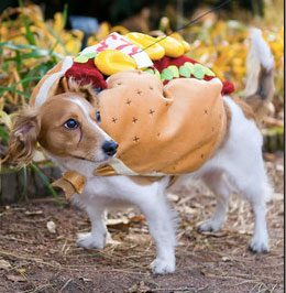 PHOTO: hot dog