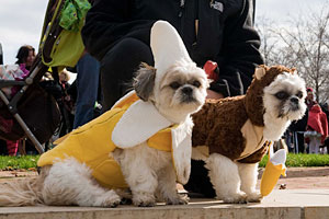 PHOTO: monkey and banana