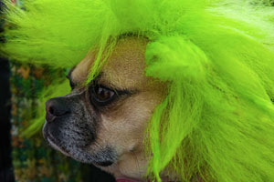 PHOTO: green wig