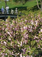 PHOTO: spring in the Japanese Garden