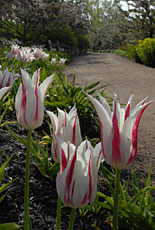 PHOTO: tulips in spring