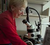 PHOTO researcher looking in microscope