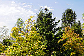 PHOTO: dwarf conifer