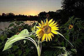 Sunflower