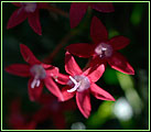 PHOTO: pentas in the tropical greenhouse