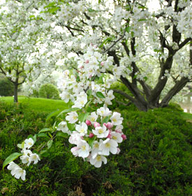 Malus Flower