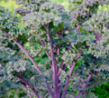 PHOTO: Redbor kale