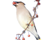 Go birding at the Garden