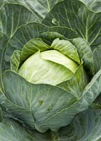 PHOTO: cabbage