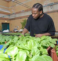 PHOTO: working in the greenhouse