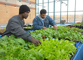 PHOTO: tending lettuce
