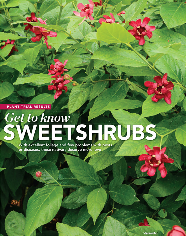 Sweetshrubs