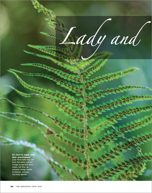 Lady and Painted Ferns