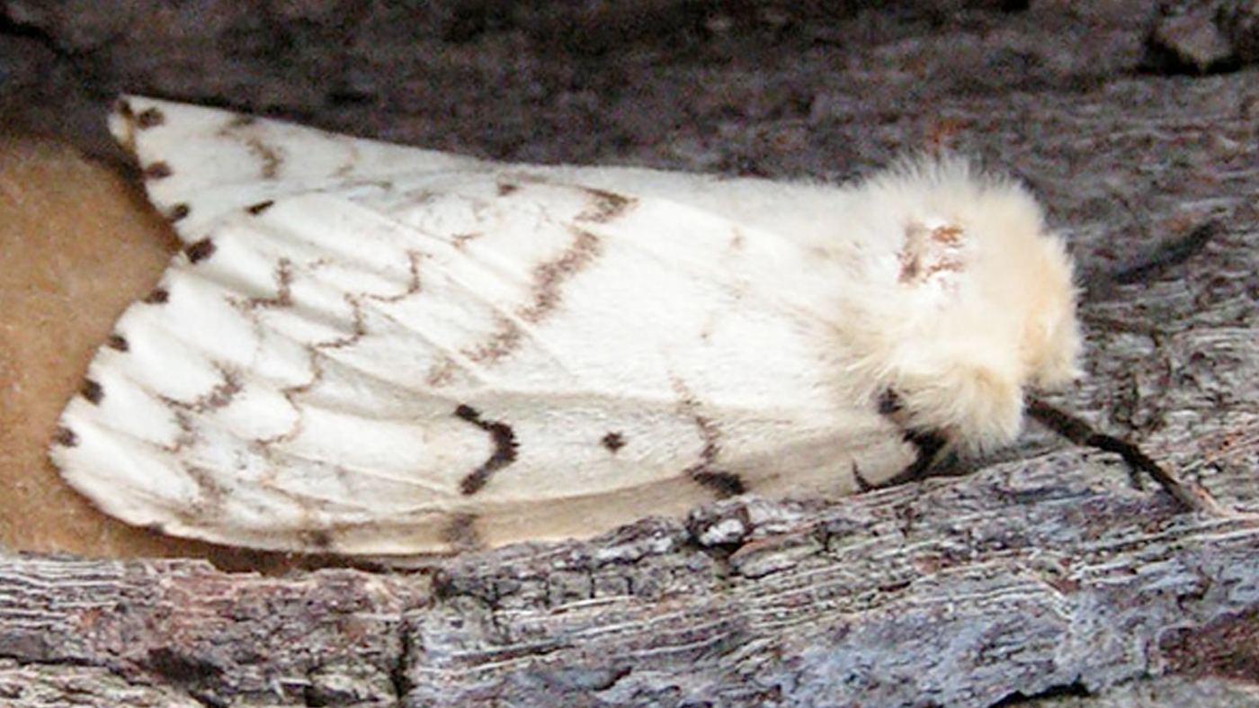 Gypsy moth