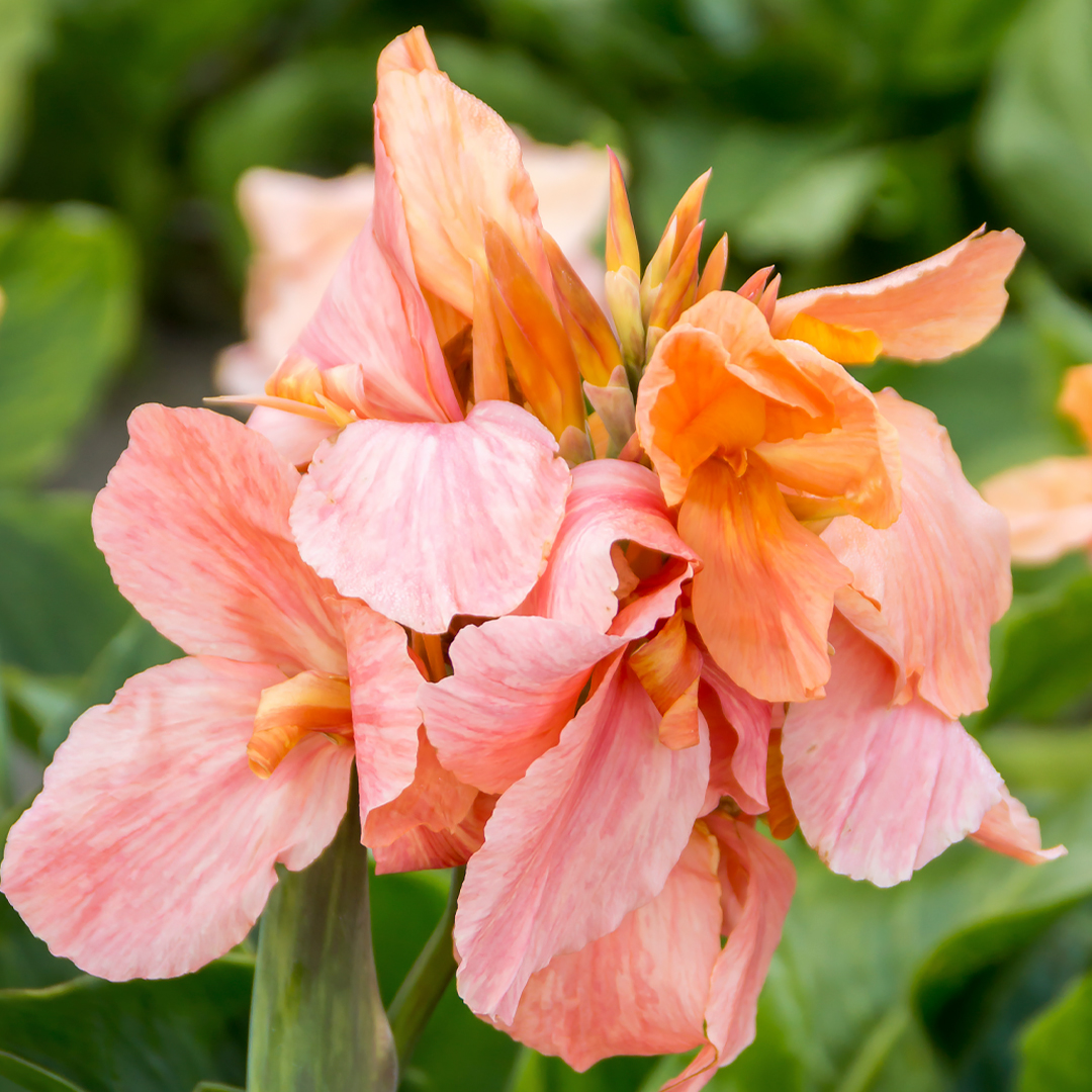 Canna ‘Apricot Frost’ Canna – Photo courtesy of Devroomen Garden Products