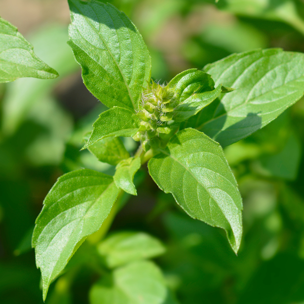 Scented-leaved basil  