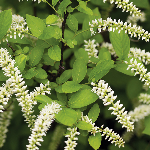 Henry's garnet sweetspire (Itea virginica 'Henry's Garnet').