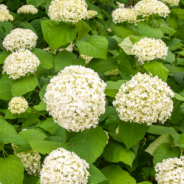 Annabelle hydrangea (Hydrangea arborescens 'Annabelle')