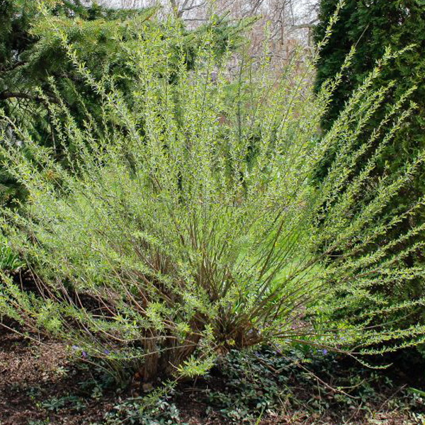 Salix purpurea 'Nana'