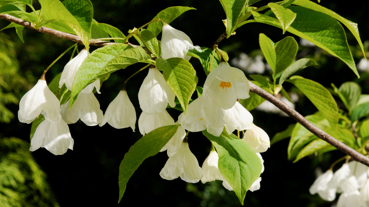 Carolina silverbell (Halesia tetraptera)