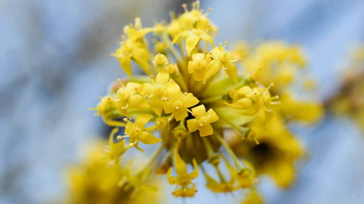 Cornelian cherry dogwood