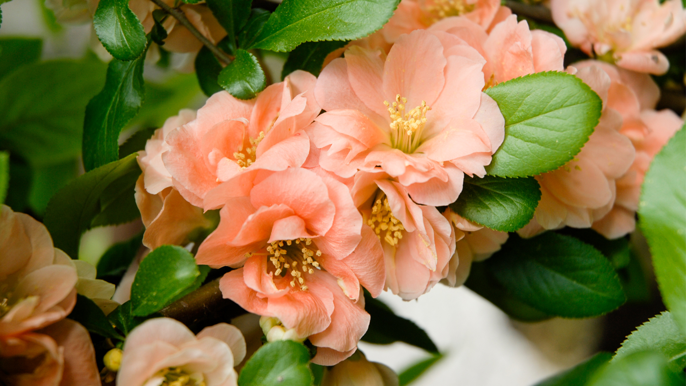 Flowering quince (Chaenomeles x superba)