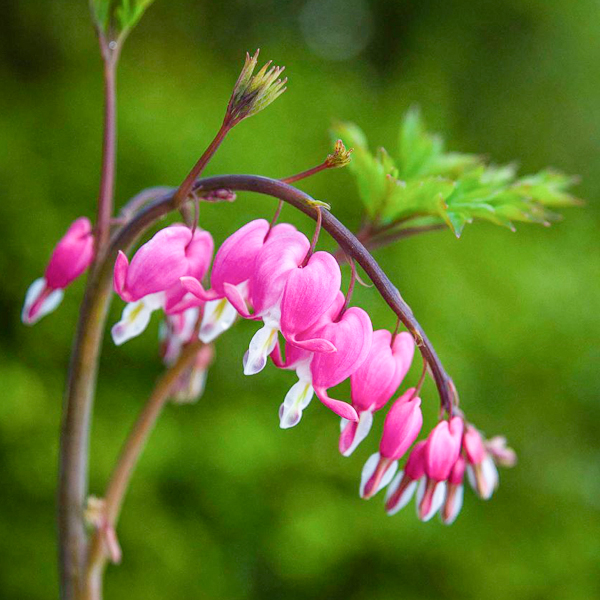 Golden bleeding heart (Dicentra spectabilis 'Gold Heart')