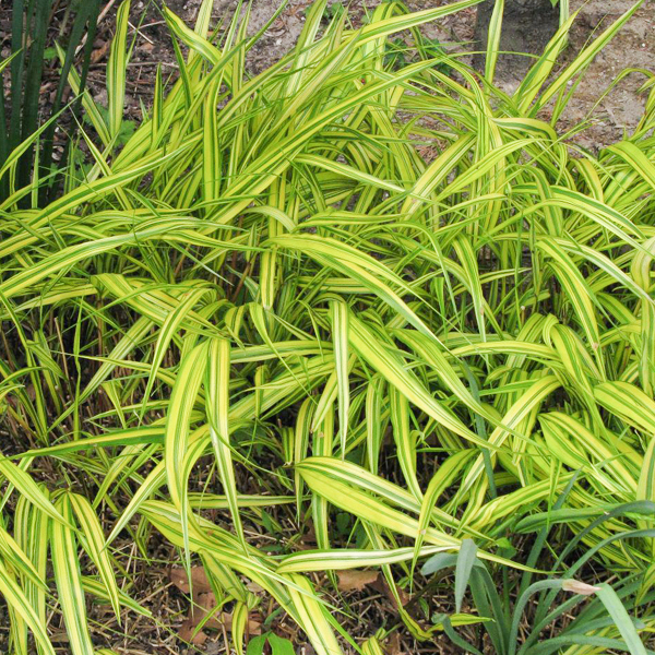 Golden Japanese hakone grass (Hakonechloa macra 'Aureola')