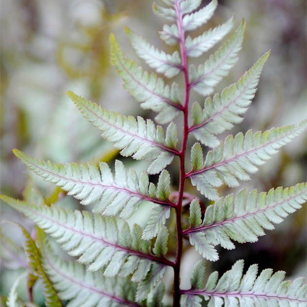 Japanese painted fern (Athryrium nipponicum cultivars)
