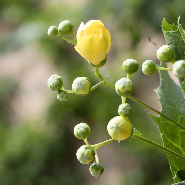Japanese yellow waxbells (Kirengeshoma palmata)