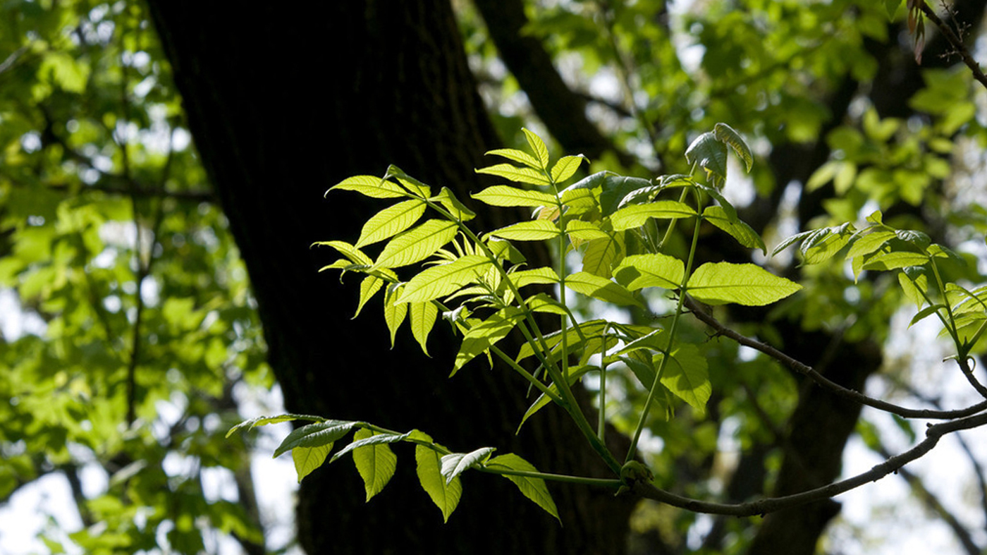 Emerald Ash Borer