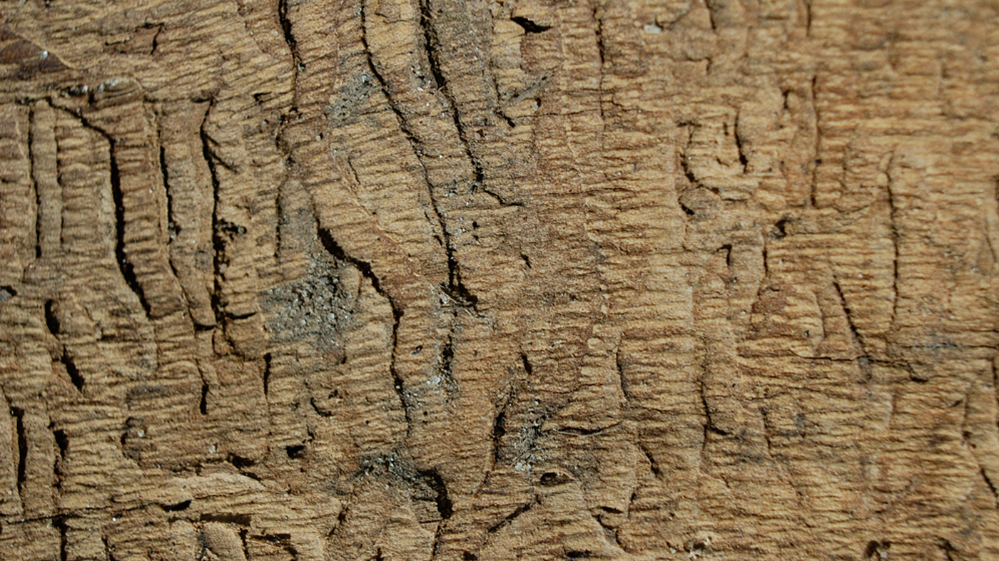 Emerald Ash Borer damage