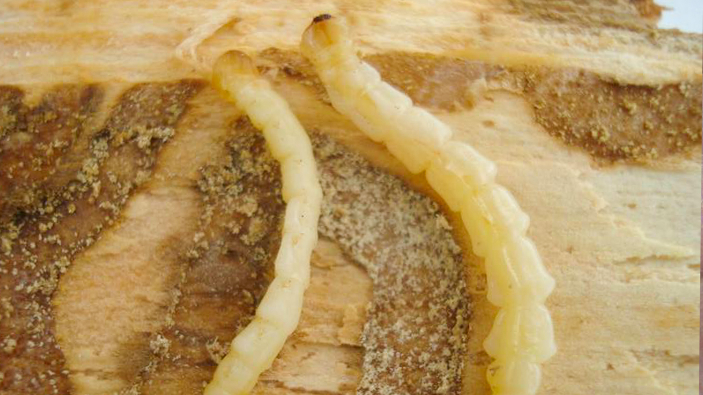 emerald ash borer eggs