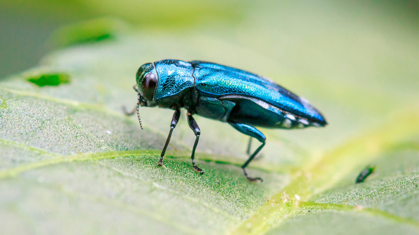 emerald ash borer