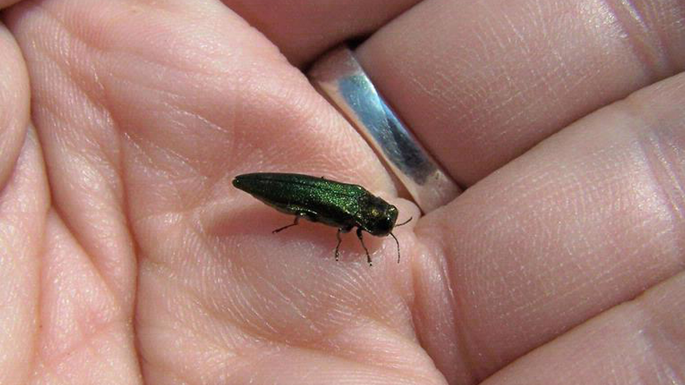 emerald ash borer