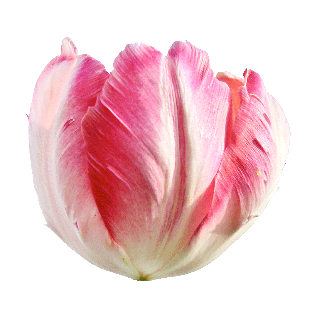 Bulb Sale