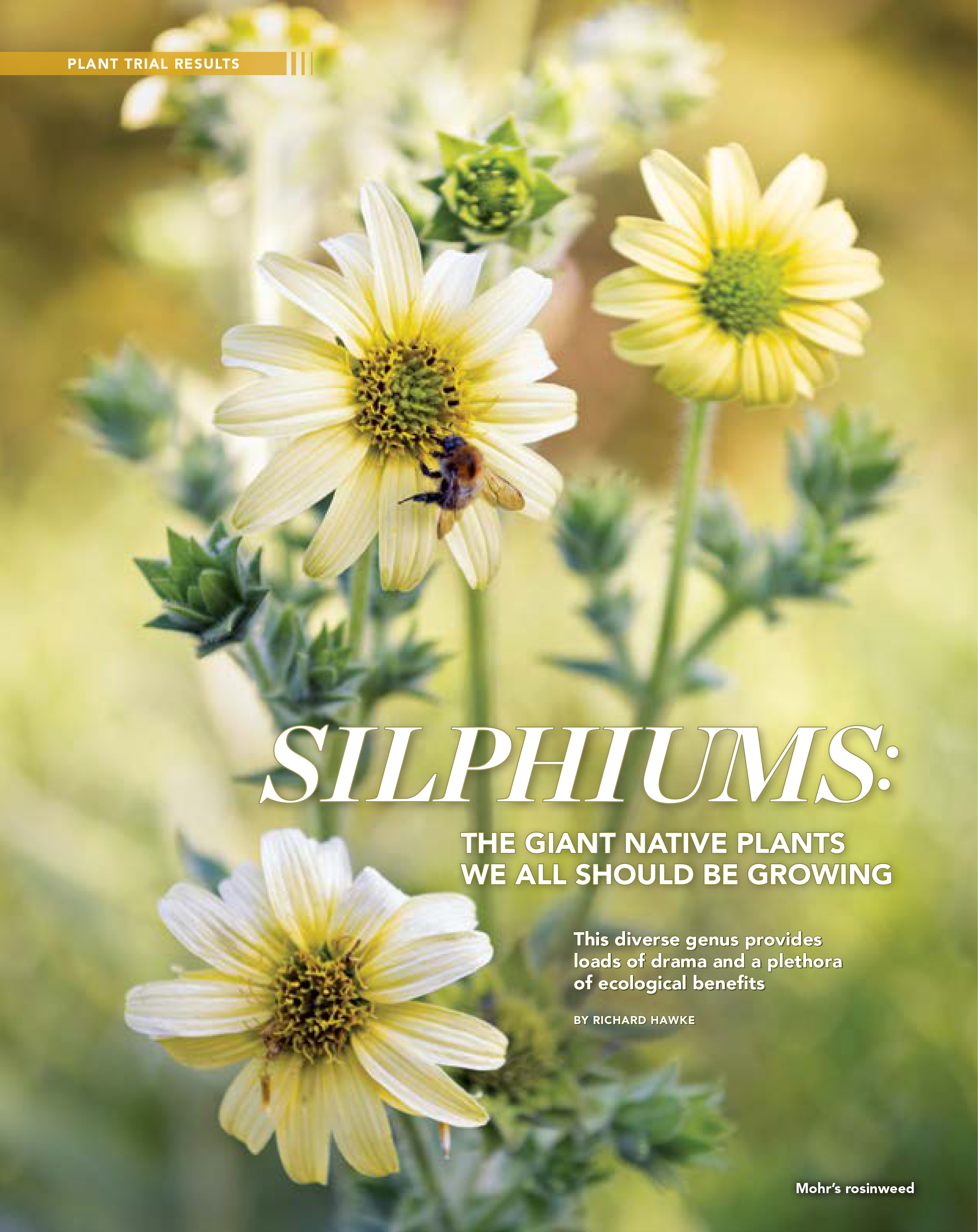 Silphium Trial