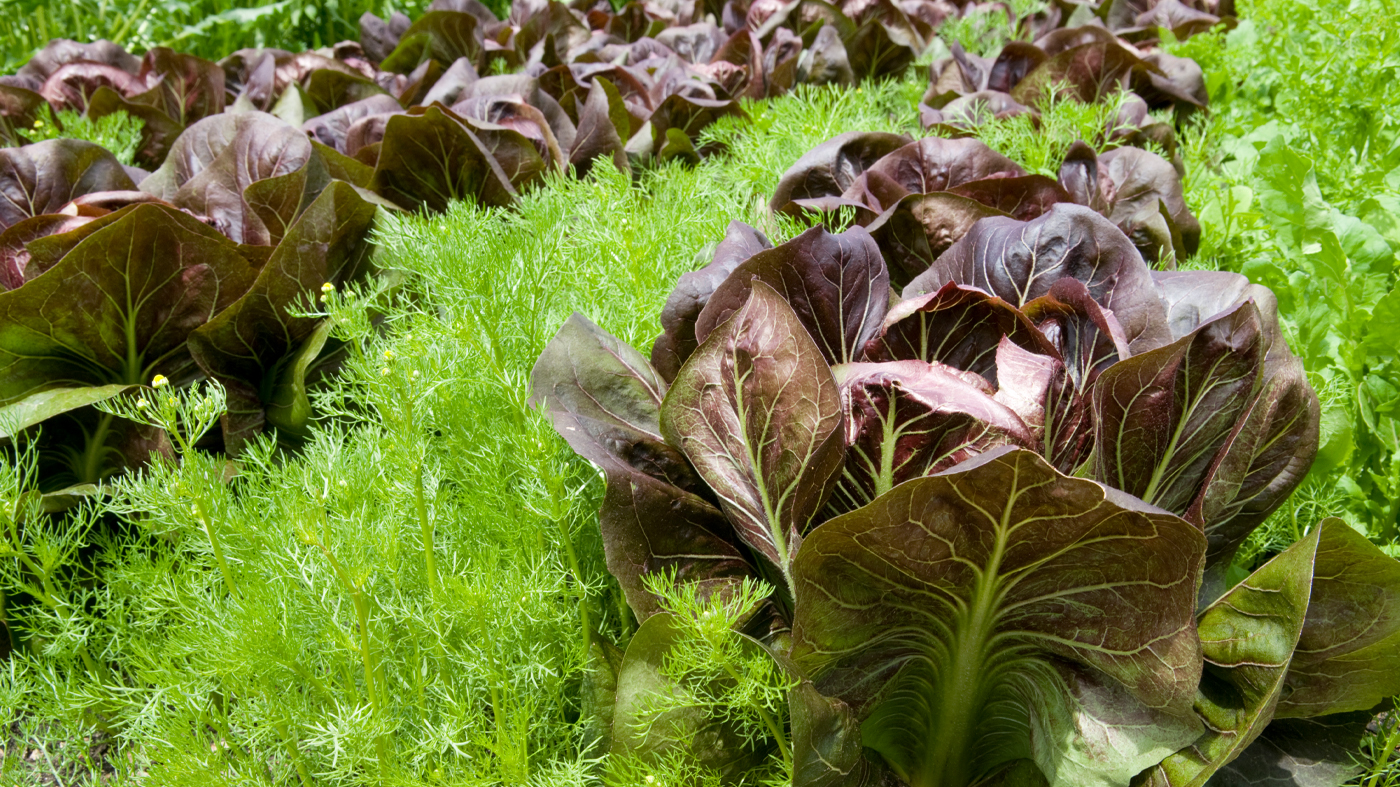 lettuce