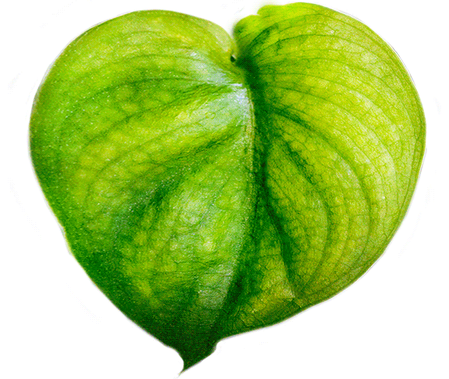 We Love You We Love You