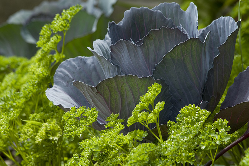 Cabbage and parsley