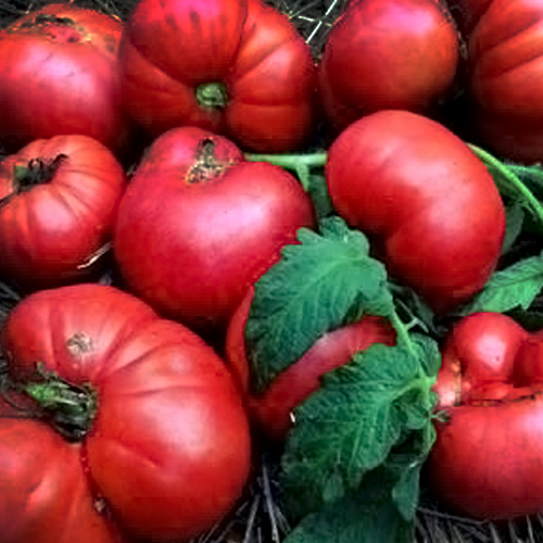 Juneteenth Garden - Tomato