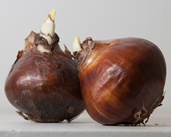 Storing Summer Bulbs