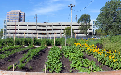 farm rodeo harvest chicago apprenticeship urban farms windy