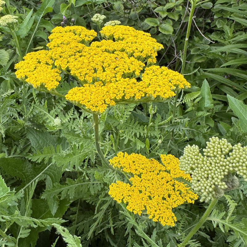 Achillea filipendulina ‘Parker’s Variety’